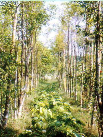 agar trees